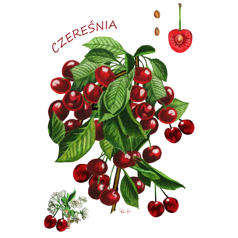 Koszulki z nadrukowanymi owocami - Dla miłośników soczystych w