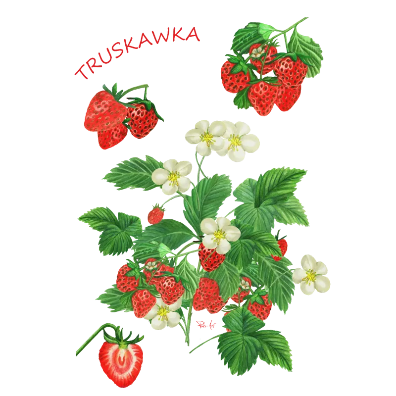 Kubki - OWOCE: Zestaw kubków dla dzieci z motywem owocowym