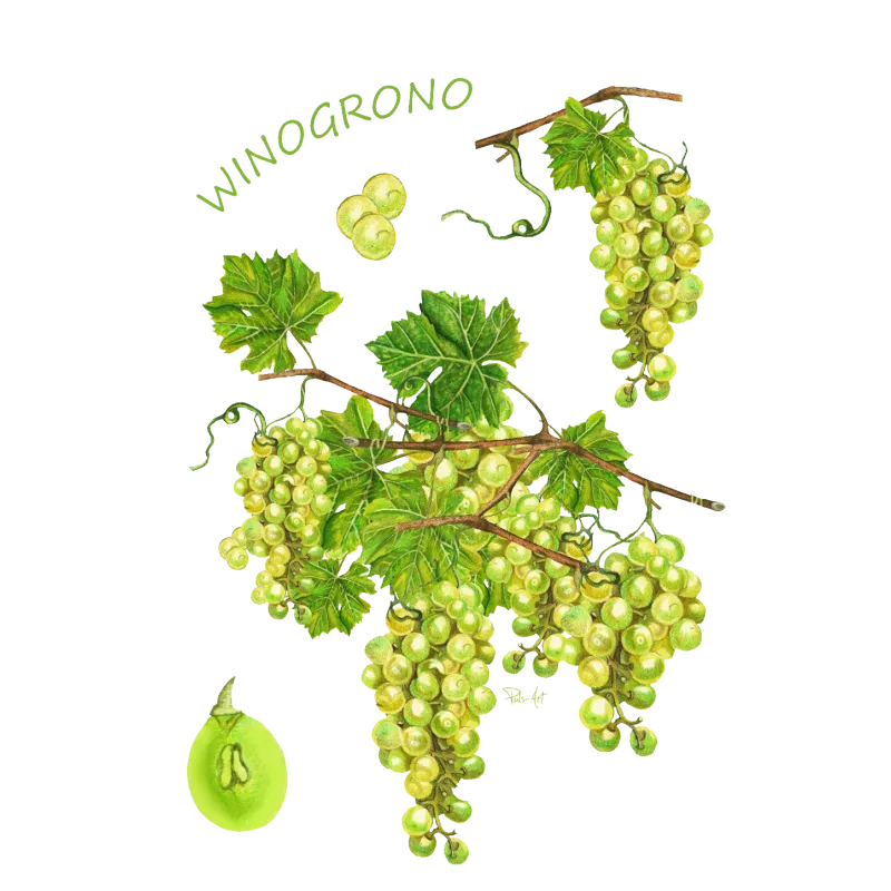 Tekstylia z motywem owoców - Wyjątkowe i kolorowe dodatki do wn