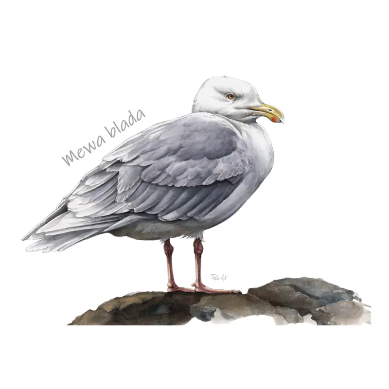 Koszulki z motywem Ptaków Morskich - Wyjątkowy Design dla Miło