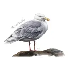 Koszulki - PTAKI MORSKIE