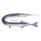 Koszulki - RYBY MORSKIE