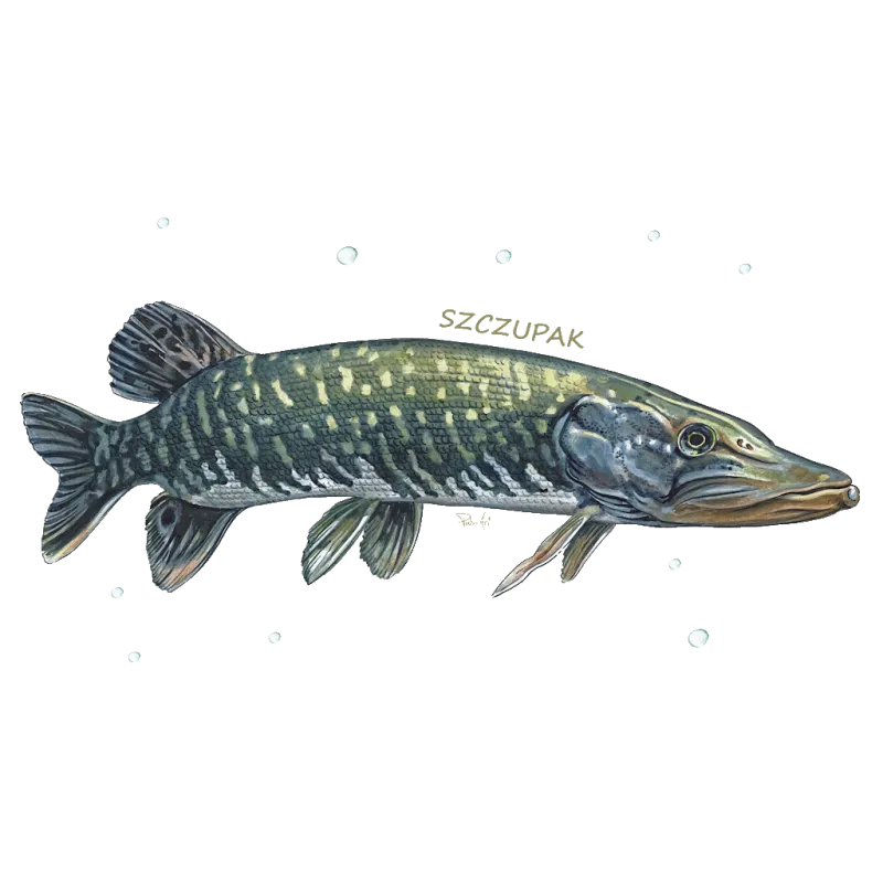 Koszulki z motywem słodkowodnych ryb - Pulsartshop