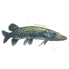 Koszulki - RYBY SŁODKOWODNE