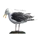 Kubki, termosy, butle - PTAKI MORSKIE