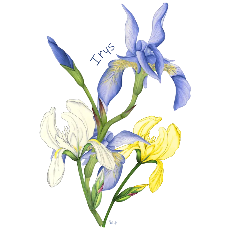 Kubki - KWIATY: Najpiękniejsze wzory na kubkach do codziennego p