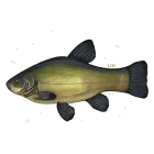 Kubki - RYBY SŁODKOWODNE