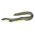 Tekstylia - RYBY SŁODKOWODNE