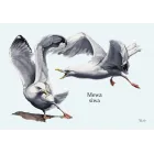 Puzzle - PTAKI MORSKIE