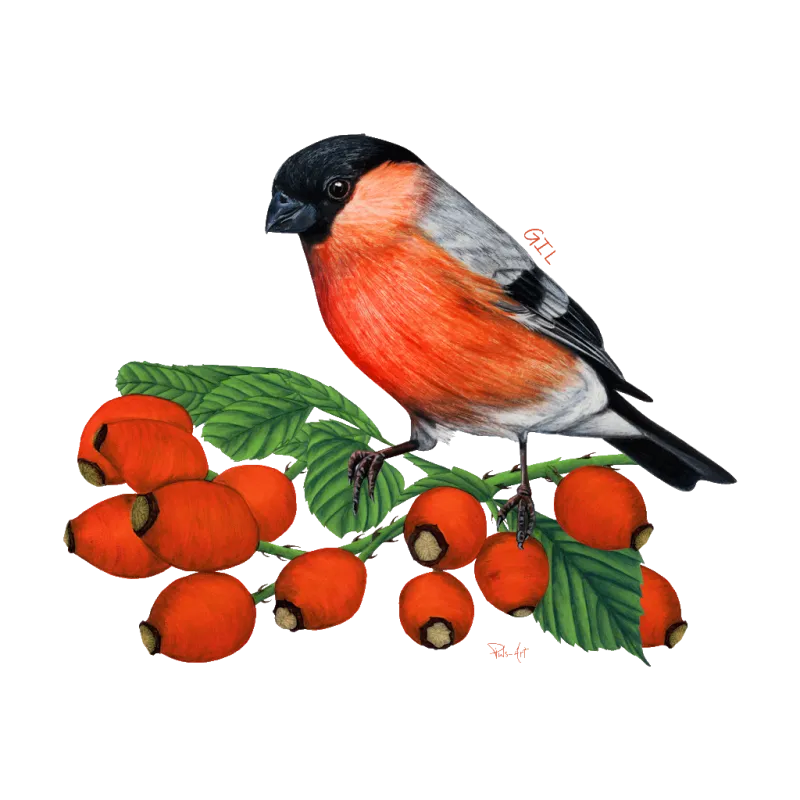 Koszulki z motywem ptaków śpiewających - Wyjątkowy design dla