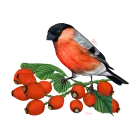 Koszulki - PTAKI ŚPIEWAJĄCE