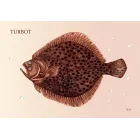 Puzzle - RYBY MORSKIE