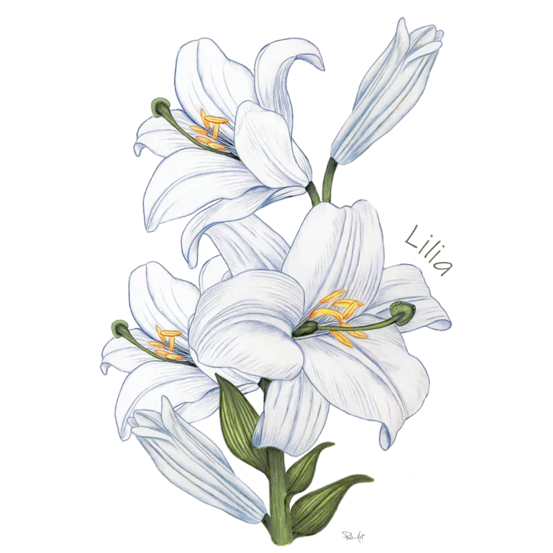 Eleganckie Koszulki z Kwiatowym Wzorem - Pulsartshop