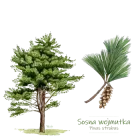 Kubki, Termosy - DRZEWA