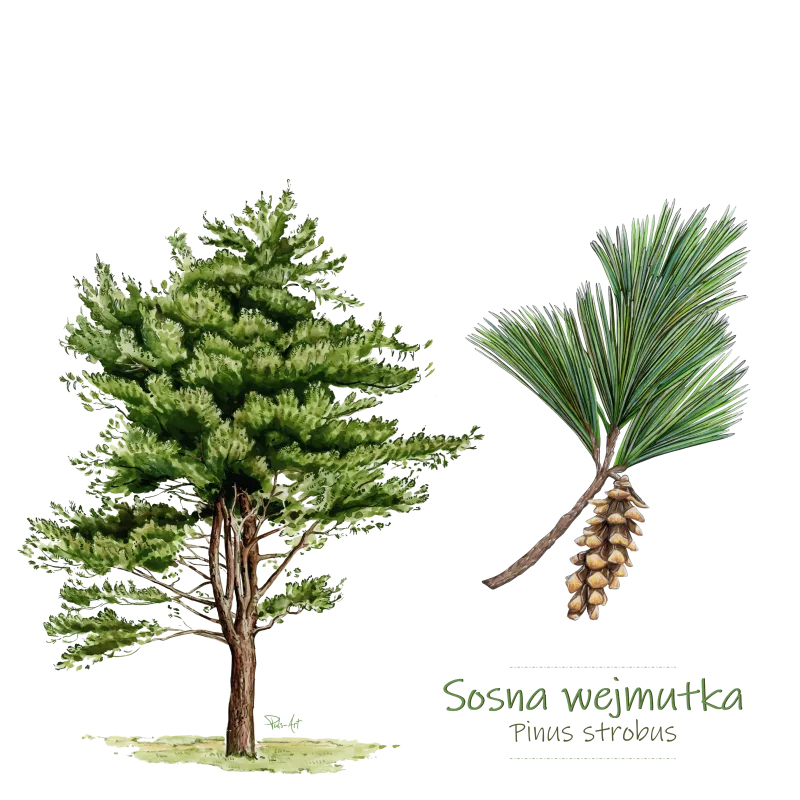 Kubki i Termosy z Personalizacją - Wyjątkowe Drewniane Akcesori