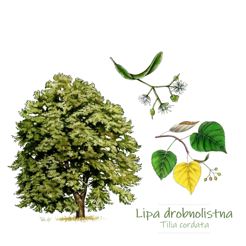 Personalizowane Tekstylia z Motywem Drzewa - Idealny Prezent