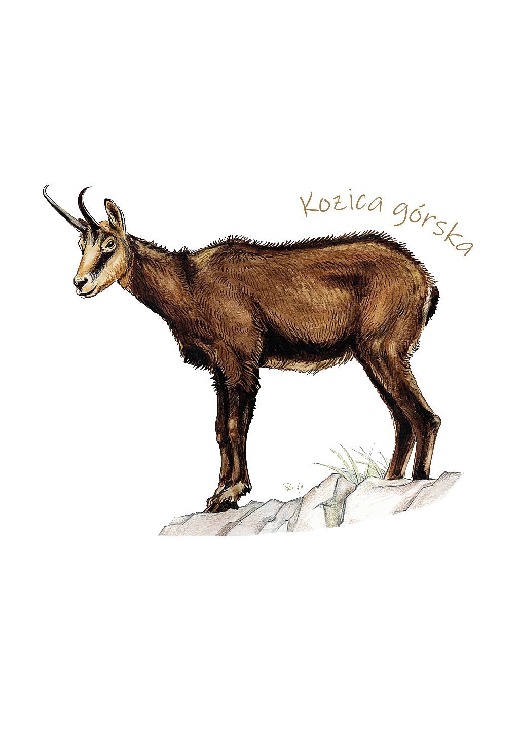 ZWIERZĘTA GÓRSKIE